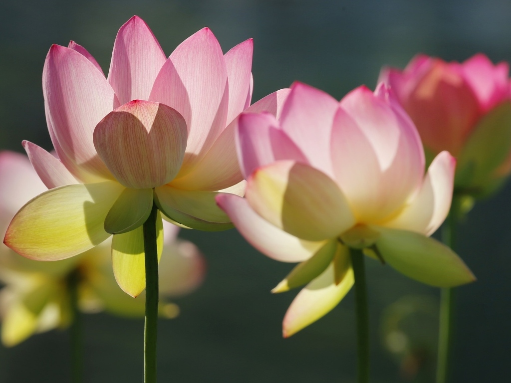 Розовые лотосы крупным планом