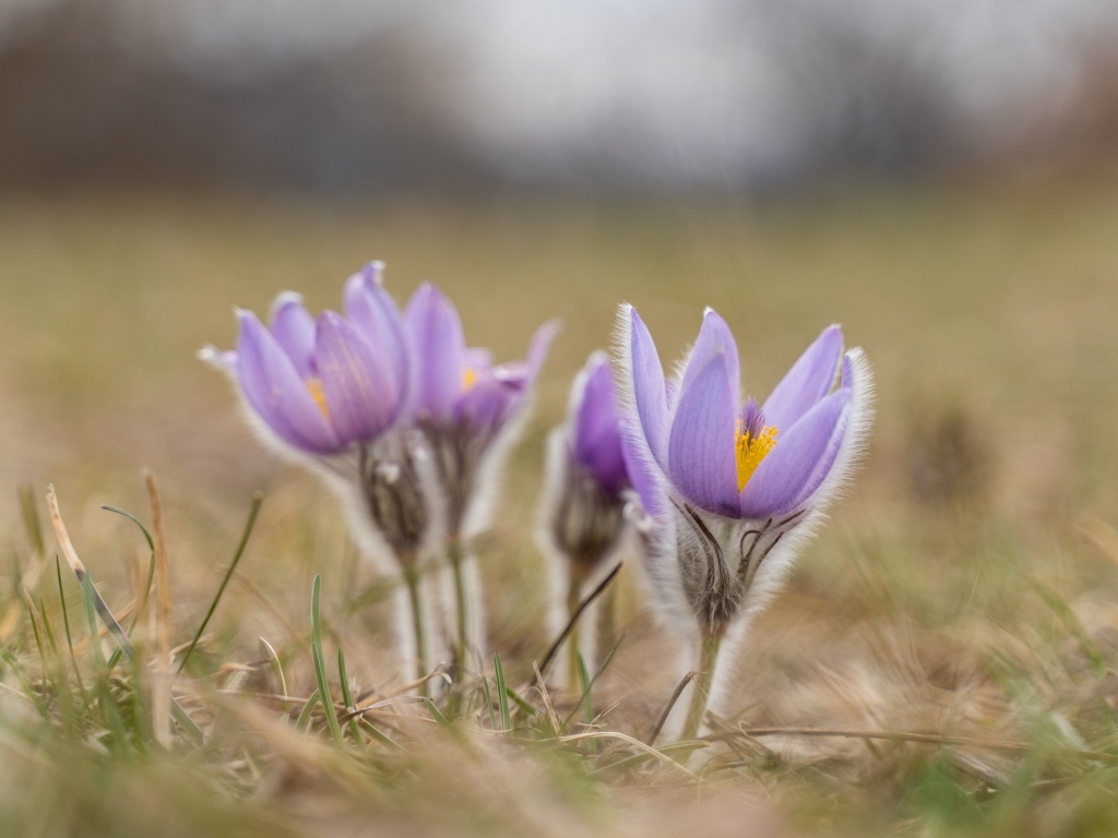 Фиолетовые полевые цветы прострел
