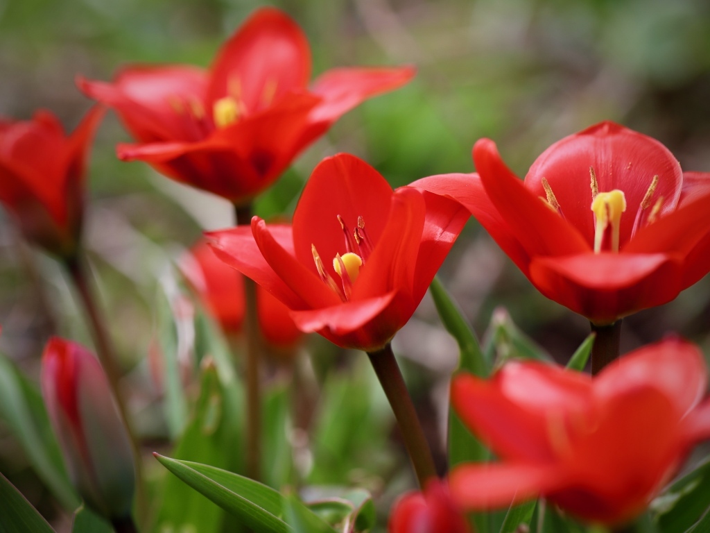Маленькие красивые красные тюльпаны