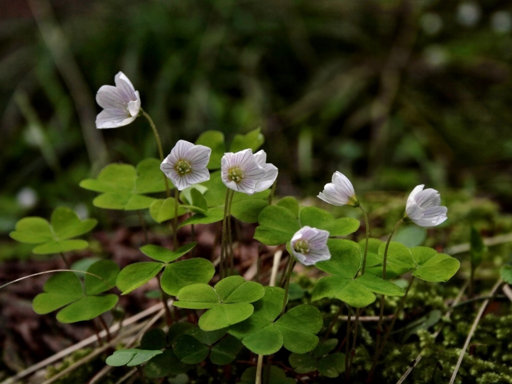 Маленькие цветы четырехлистного клевера