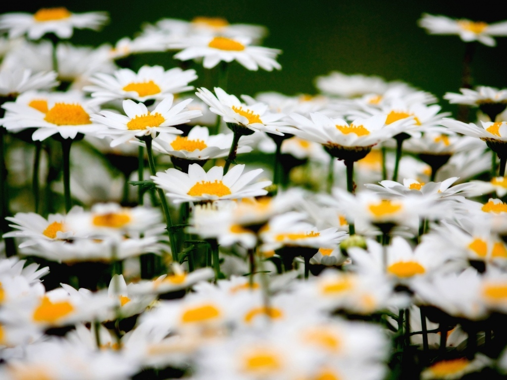 Маленькие белые ромашки крупным планом