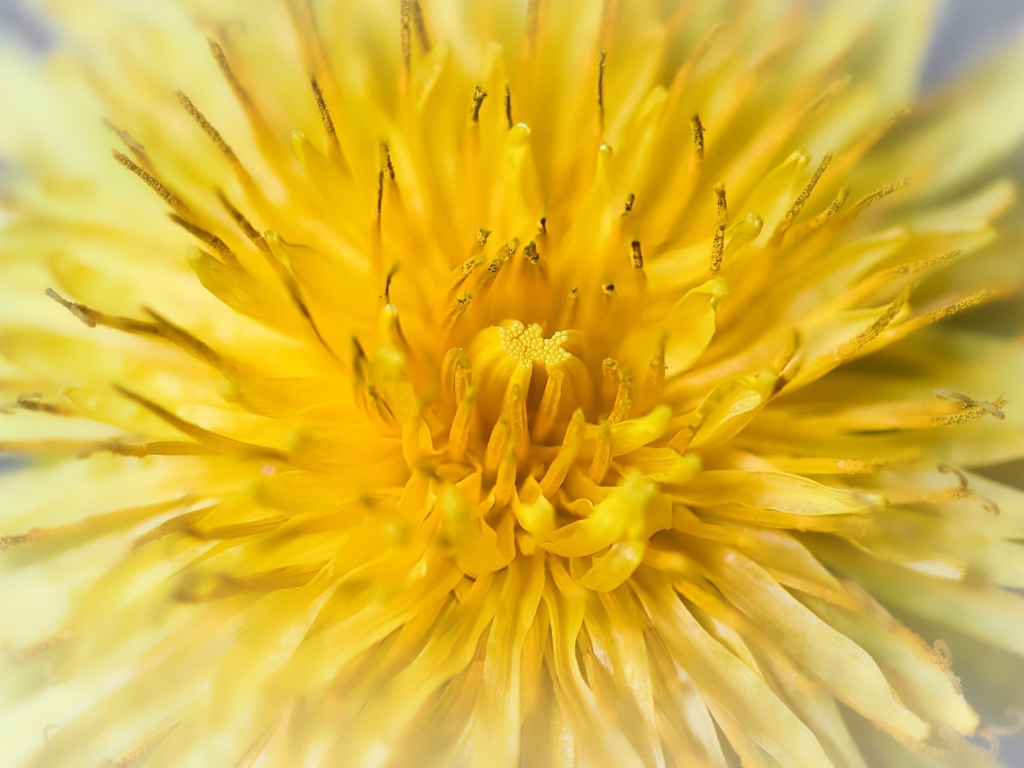 Желтый одуванчик крупным планом