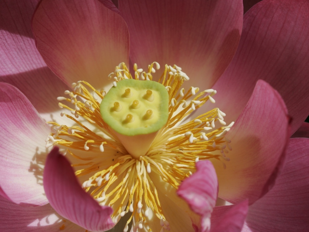 Желтая середина цветка лотоса крупным планом