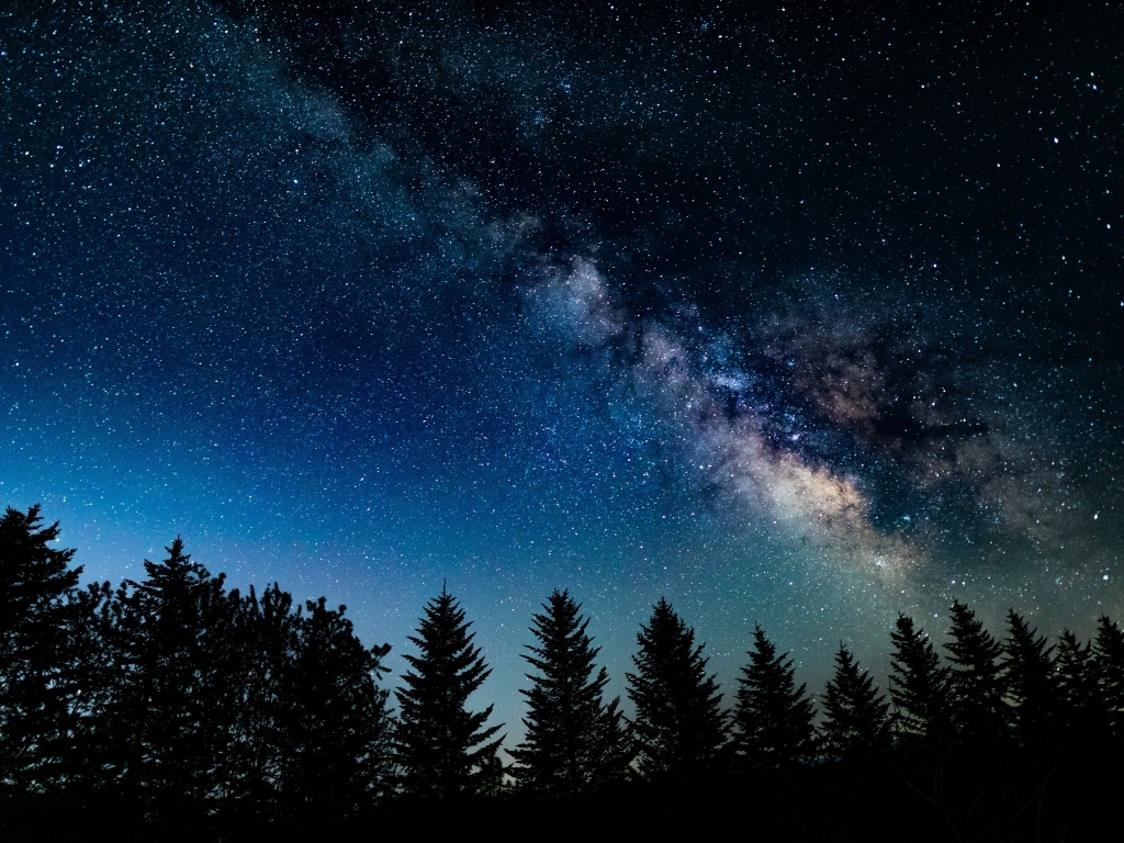 Красивое звездное небо над хвойным лесом