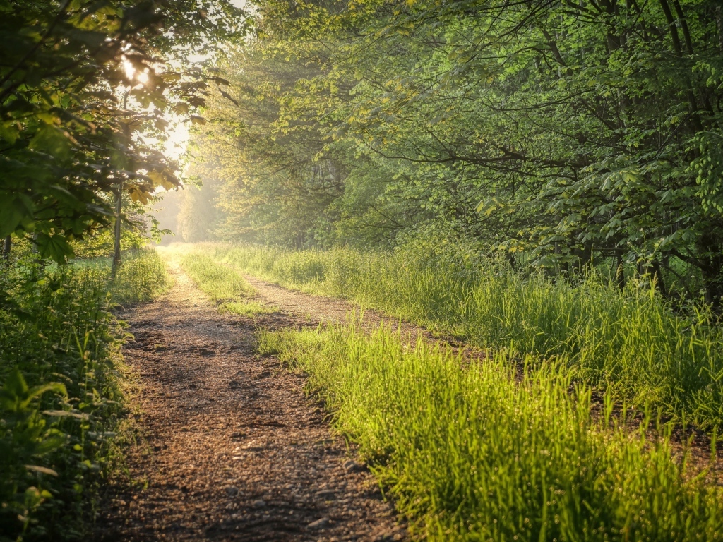 Лесная дорога в лучах летнего солнца