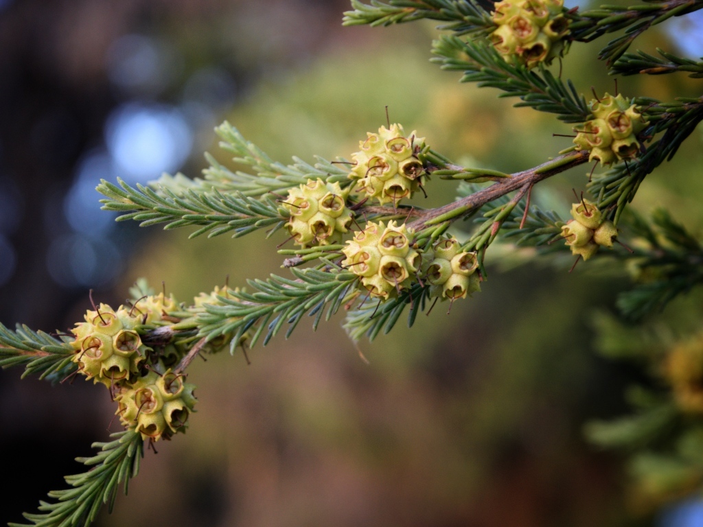 Зеленая ветка ели с семенами