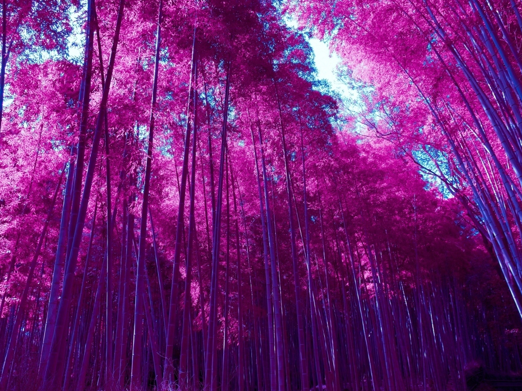 Красные высокие деревья в лесу