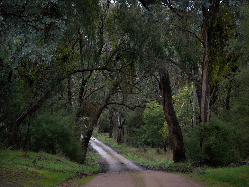 Дорога среди зеленых деревьев