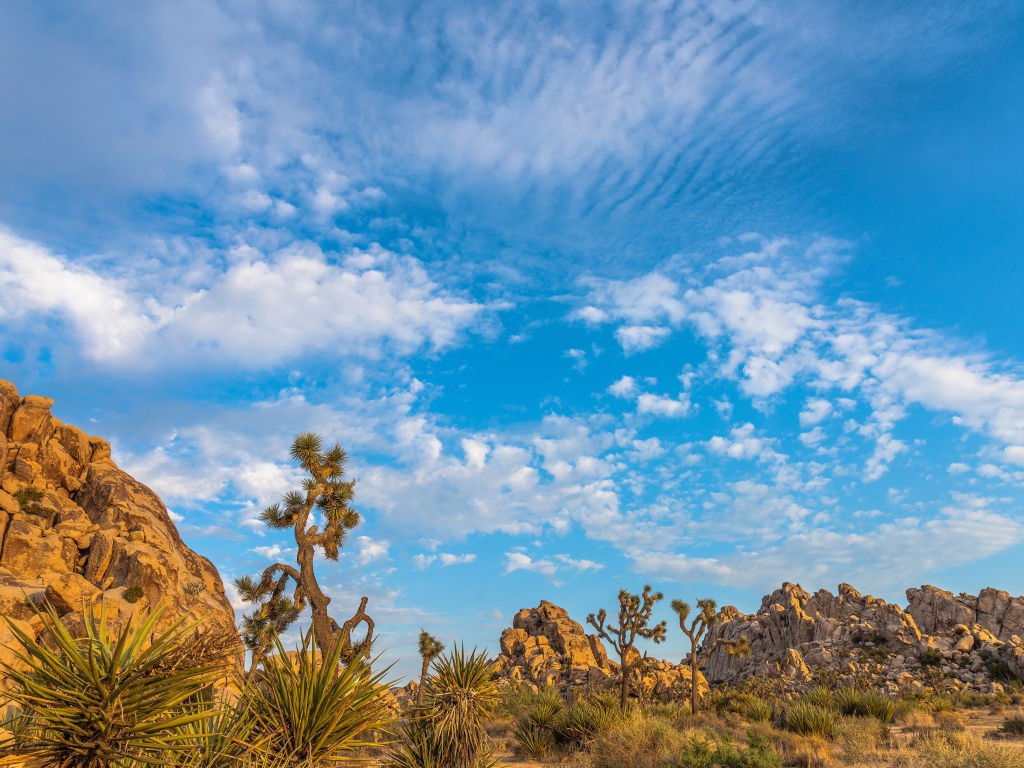Кактусы и горы под голубым небом с белыми облаками