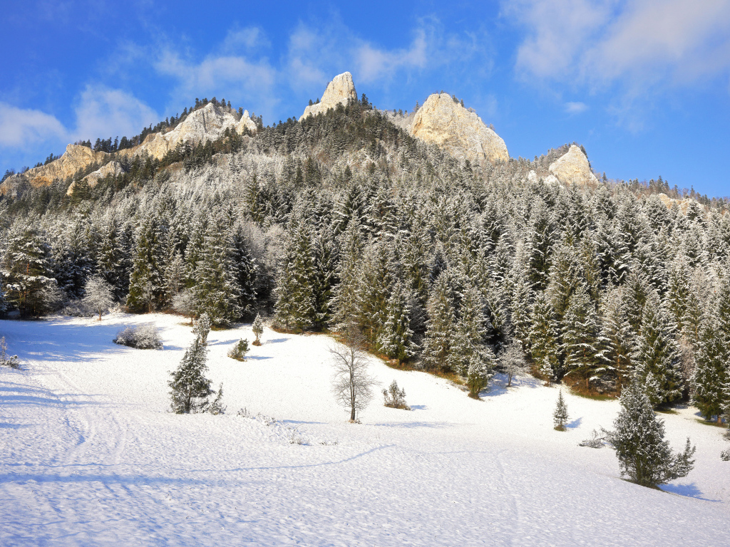 Заснеженные горы с зелеными елями в лучах солнца