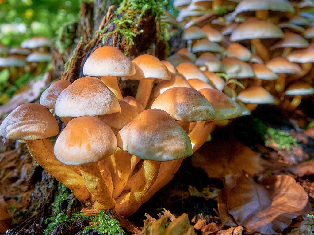 Много грибов опят в лесу на дереве