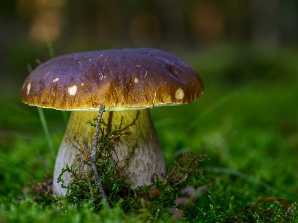 Большой белый гриб на зеленом мху в лесу