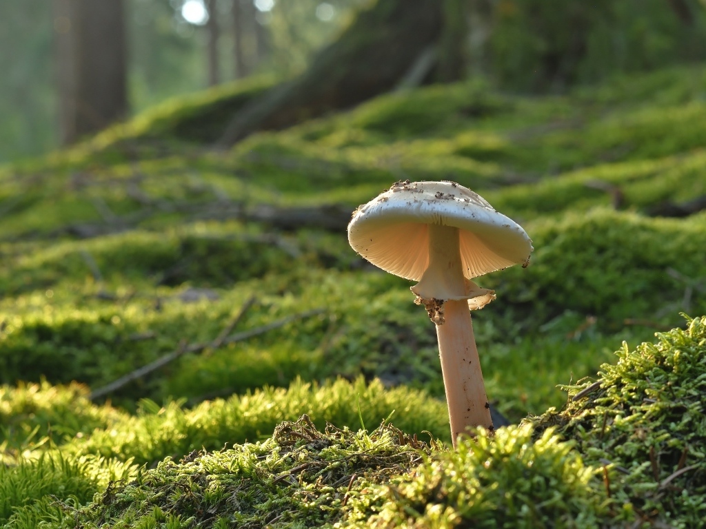 Гриб растет на покрытой мхом земле в лесу