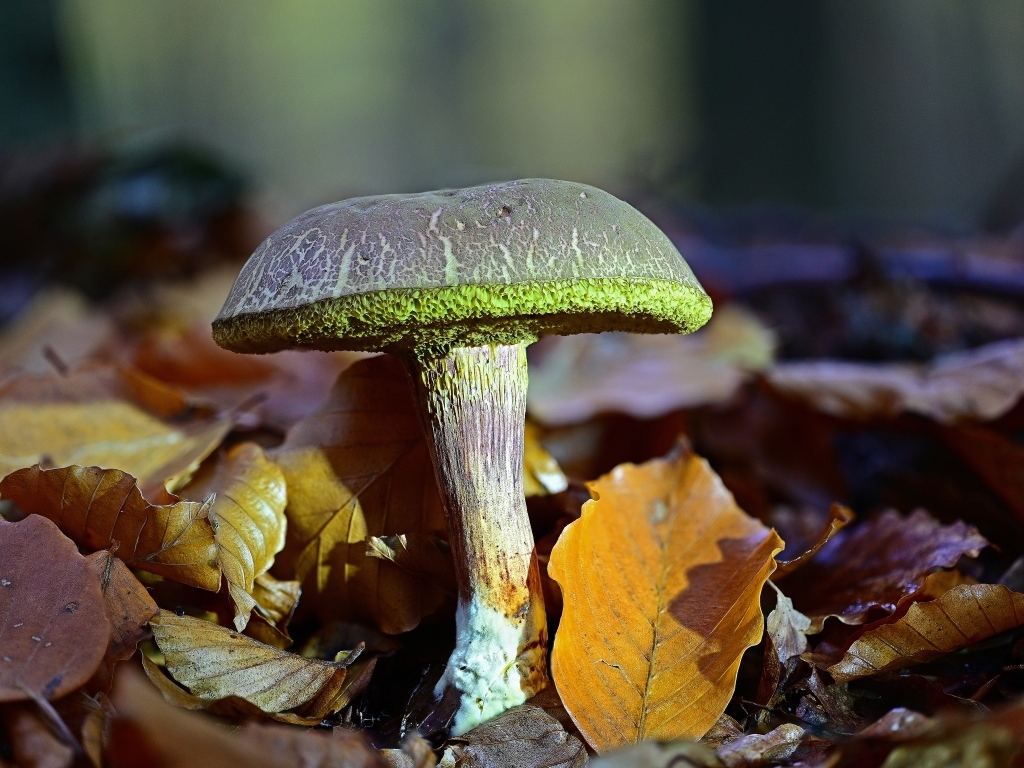 Гриб растет в опавших листьях в лесу