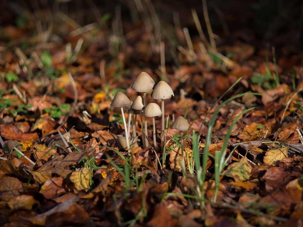 Маленькие грибы поганки на покрытой листвой земле