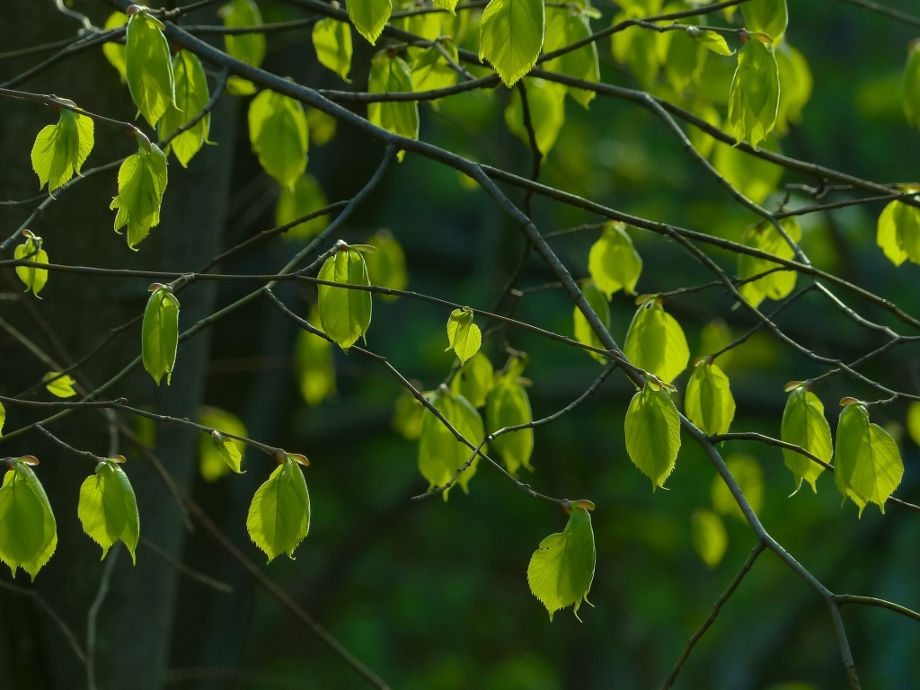 Зеленые листья на ветках березы весной