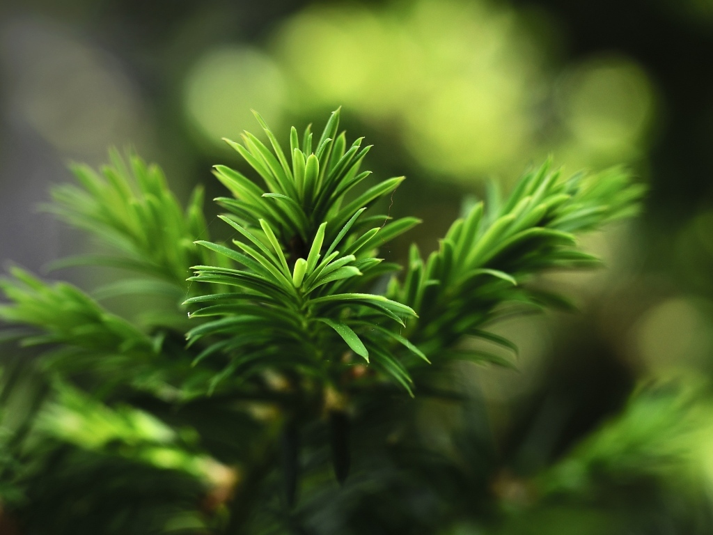 Нежная зеленая ветка молодой ели