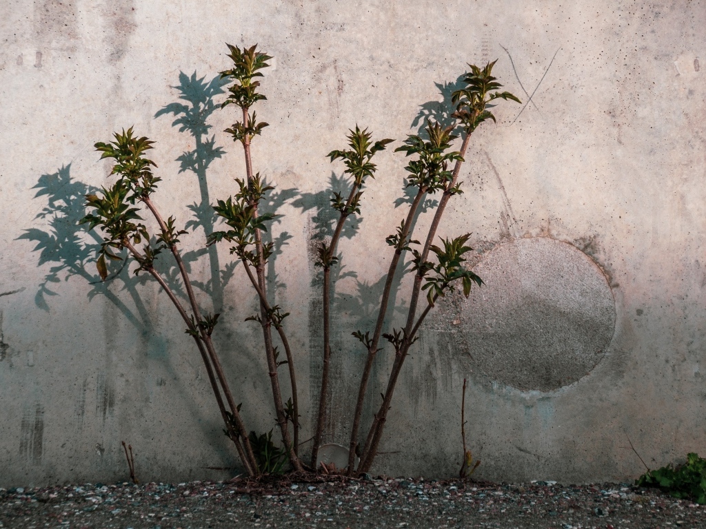 Молодое дерево пробивается у бетонной стены