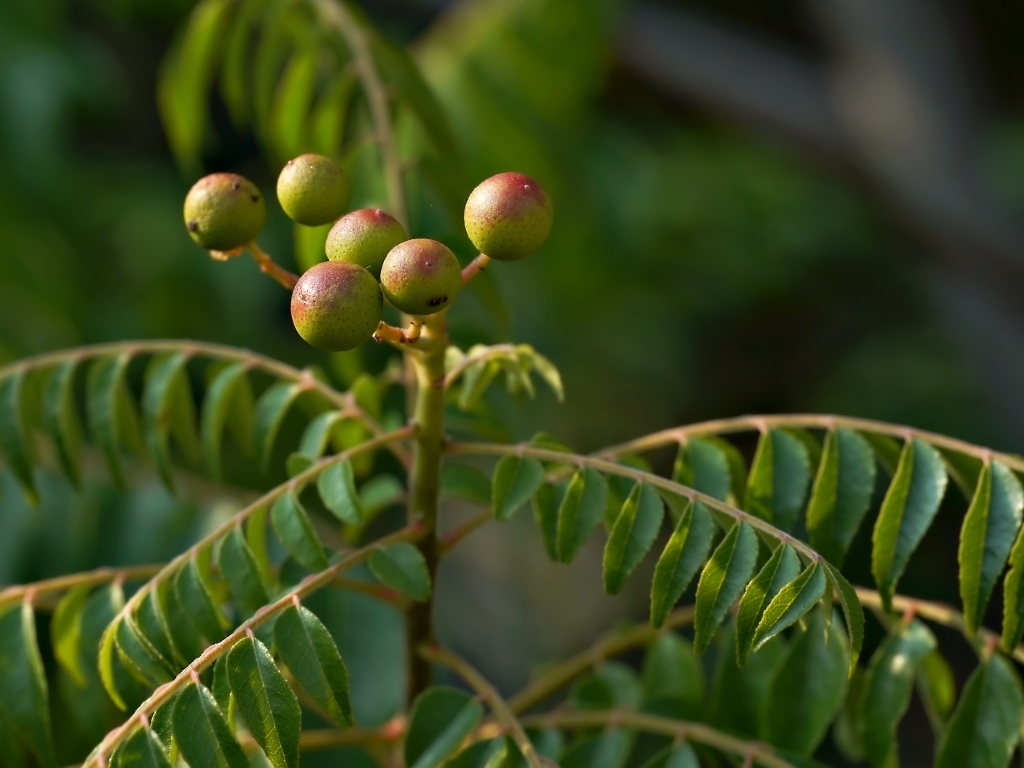 Ягода на ветке дерева с зелеными листьями