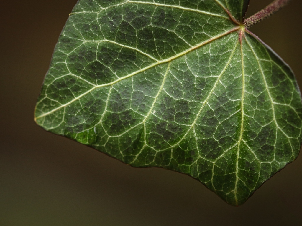 Большой зеленый лист плюща крупным планом