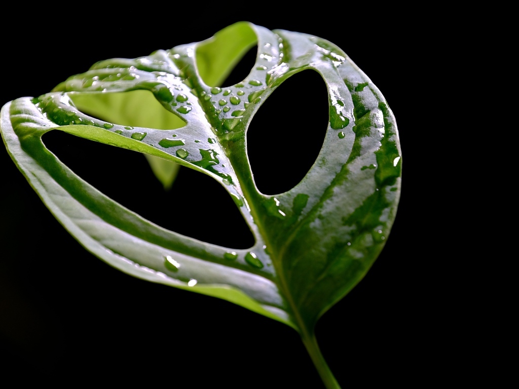 Большой мокрый зеленый лист на черном фоне