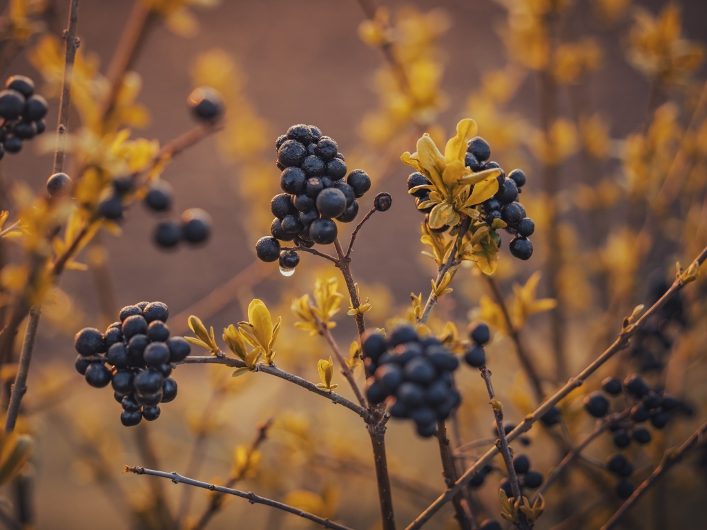 Черные ягоды на кусте