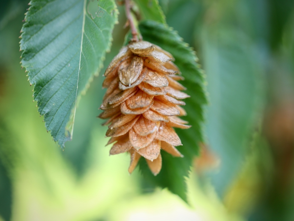 Шишка на ветке крупным планом