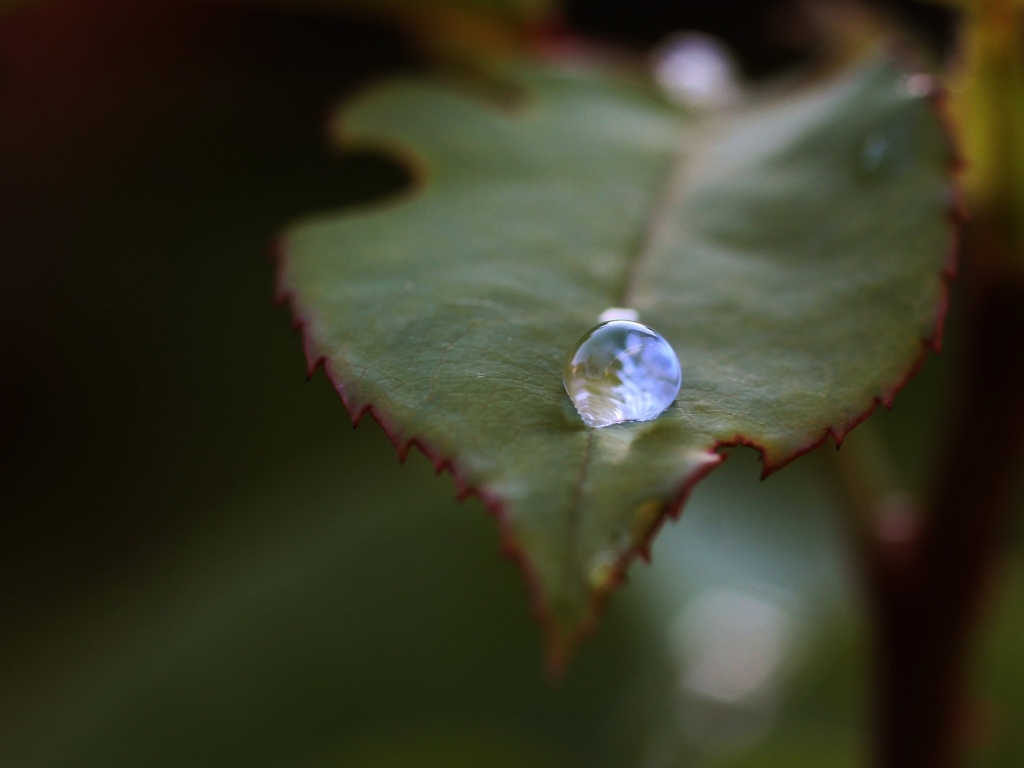 Капля росы на зеленом листе розы