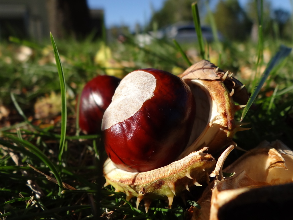 Опавшие каштаны лежат на траве