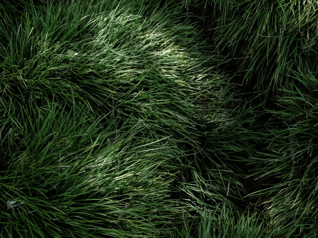 Пушистая зеленая трава крупным планом