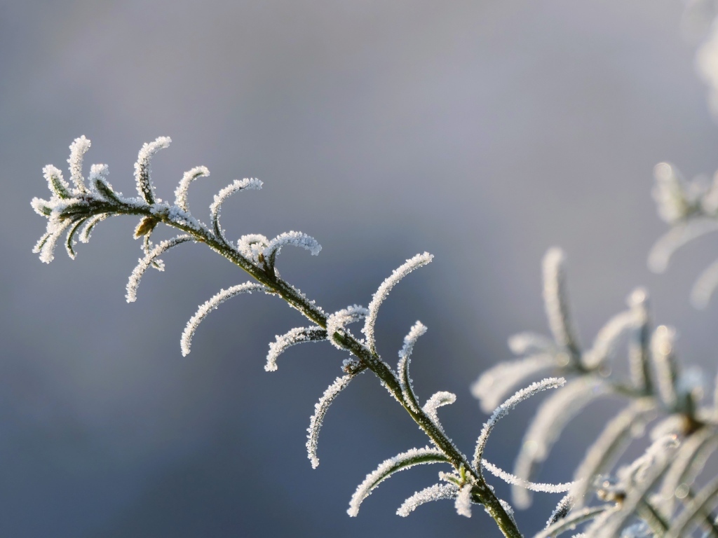 Зеленая трава покрыта инеем крупным планом