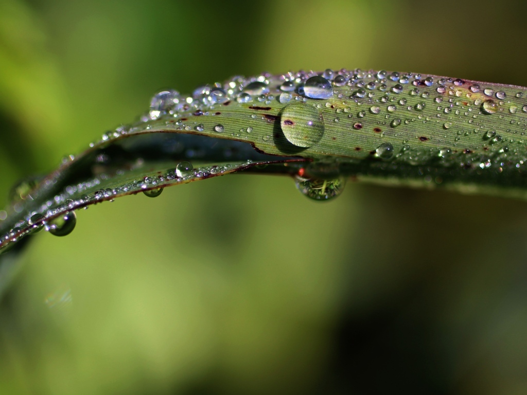 Зеленая трава в каплях дождя