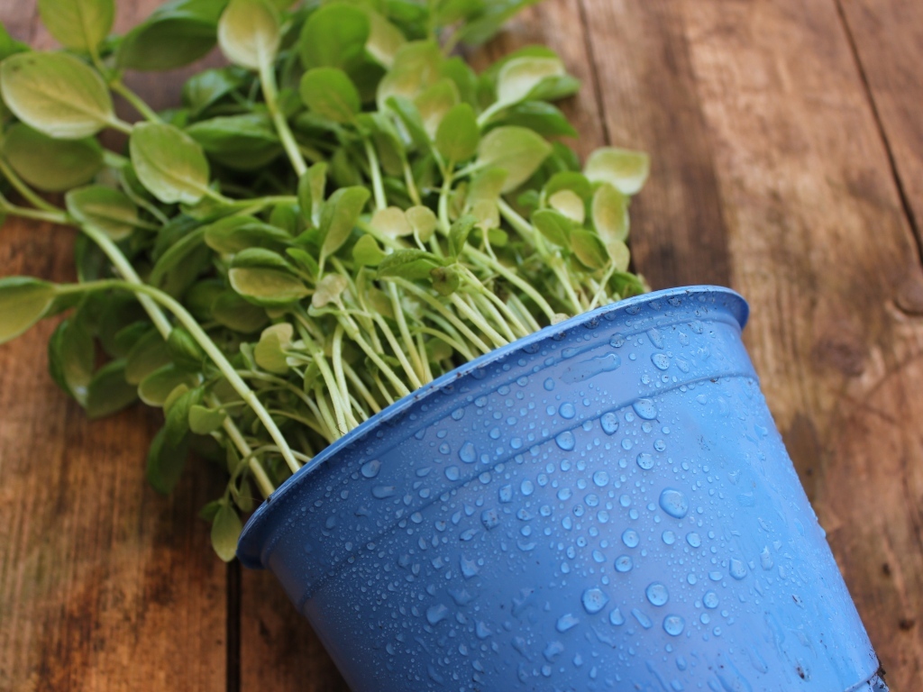 Зеленое растение в голубом горшке