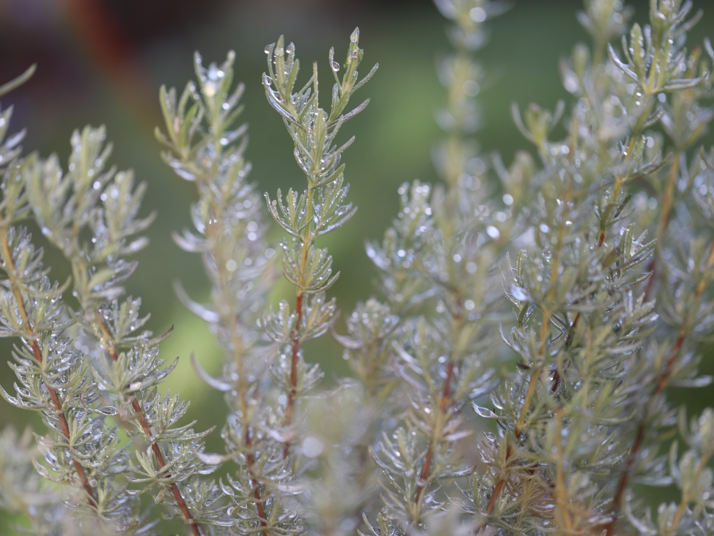 Зеленые листья розмарина в каплях росы