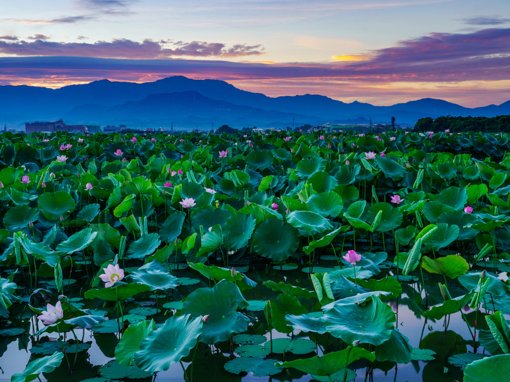 Озеро с цветами лотос  в горах