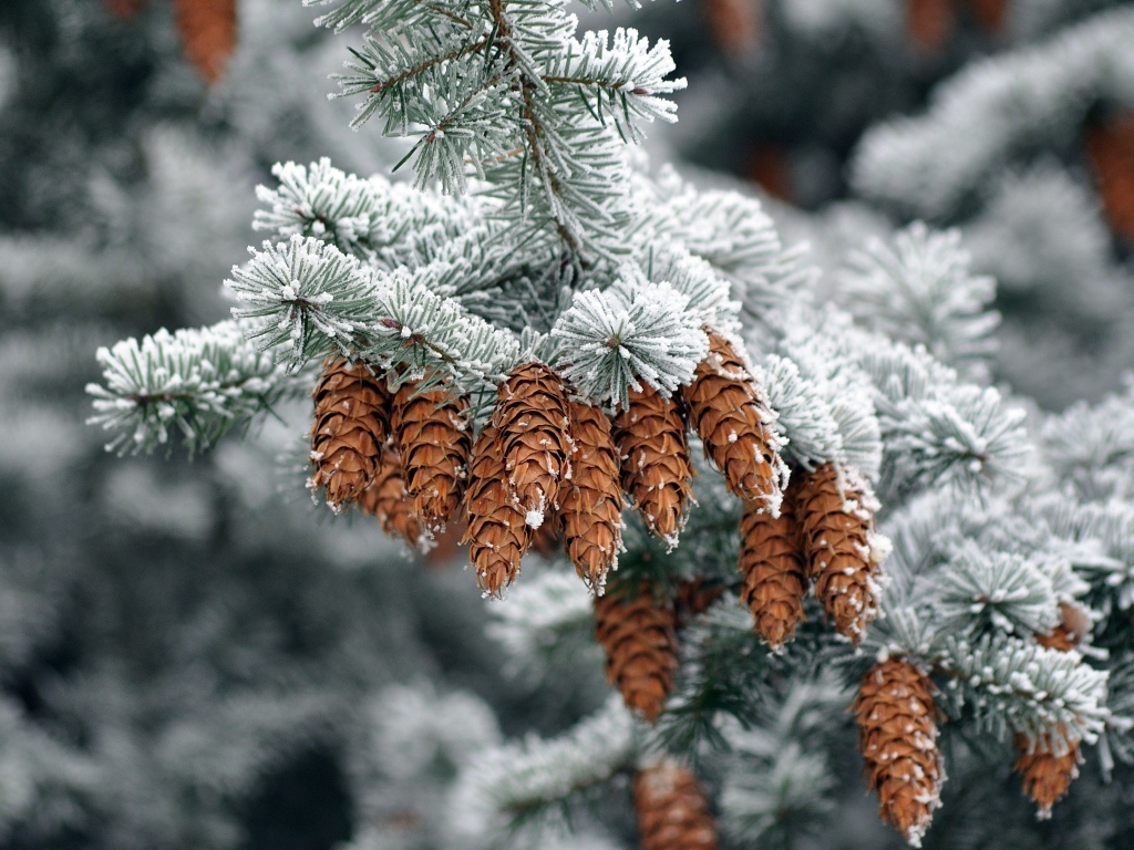 Много шишек на еловой ветке зимой