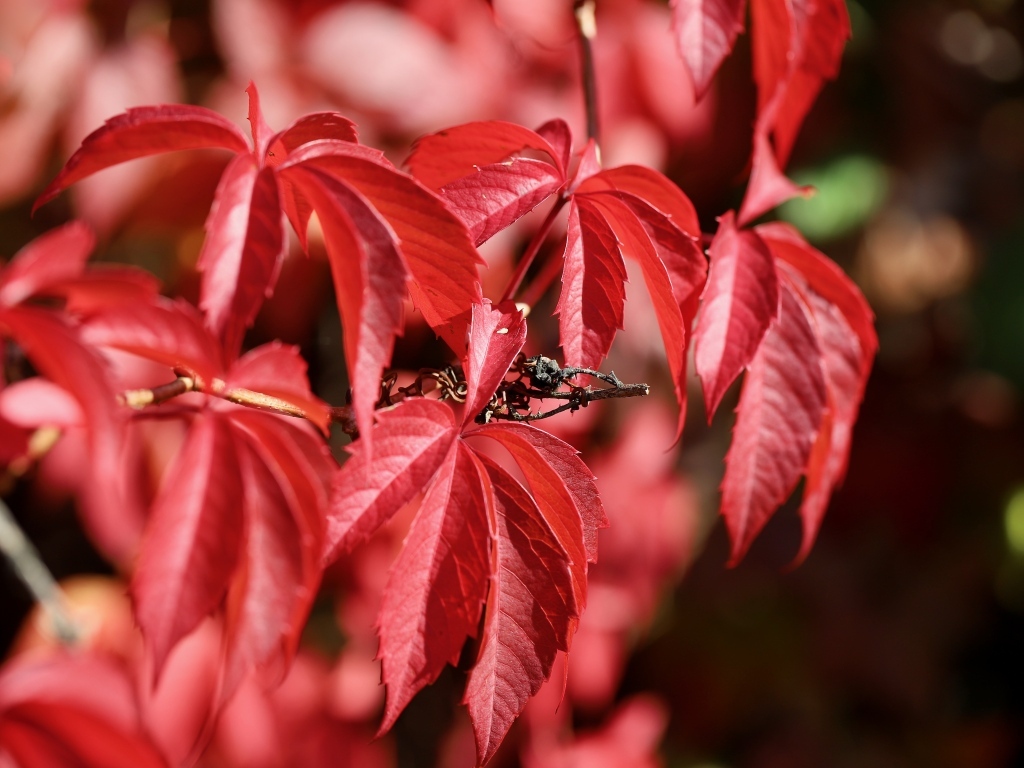 Красные листья декоративного винограда крупным планом