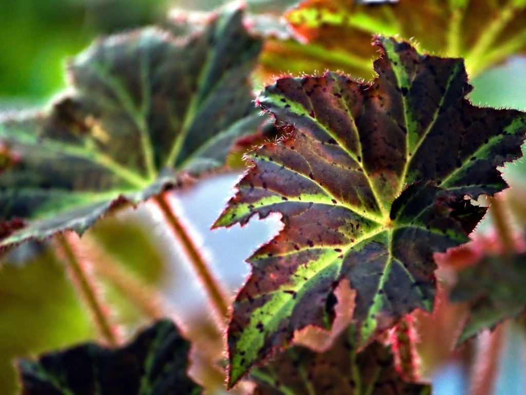 Красные листья комнатного цветка бегонии