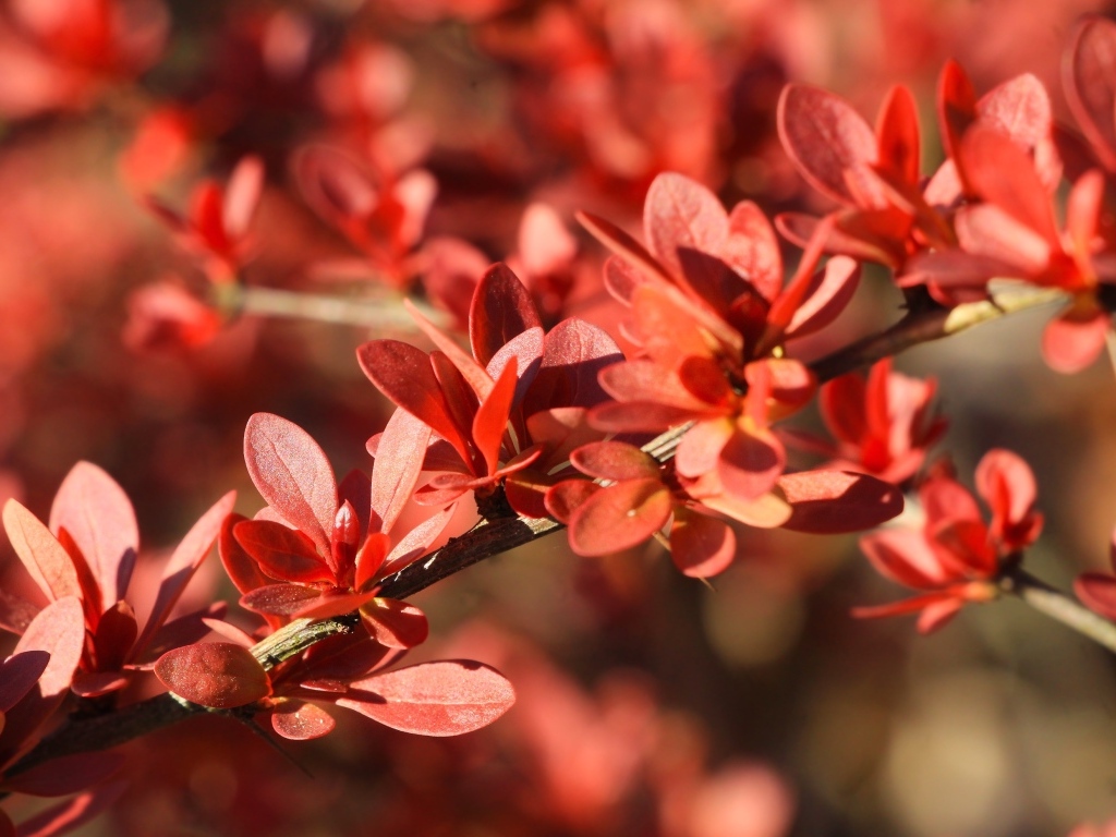 Мелкие красные листья на ветке крупным планом