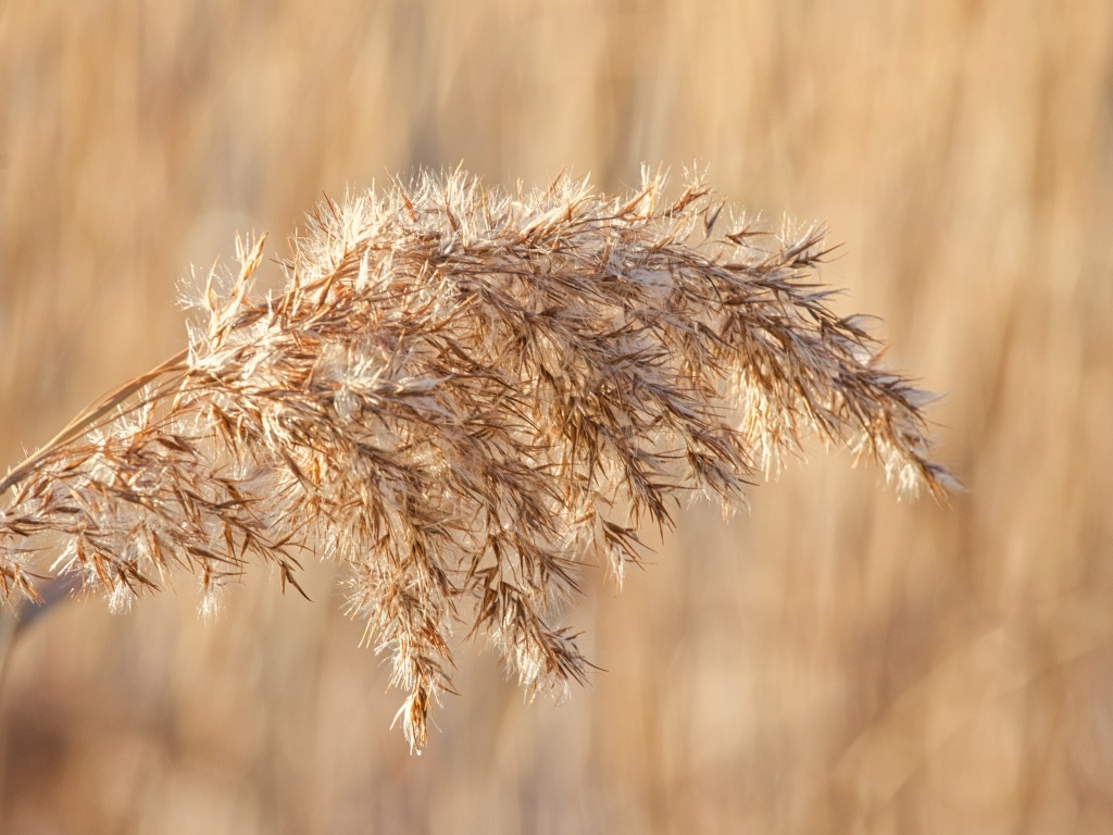 Колос растения в лучах солнца