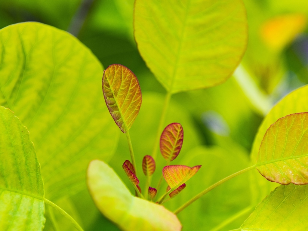 Нежные молодые зеленые листья