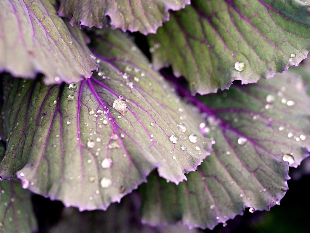Капли воды на листьях капусты