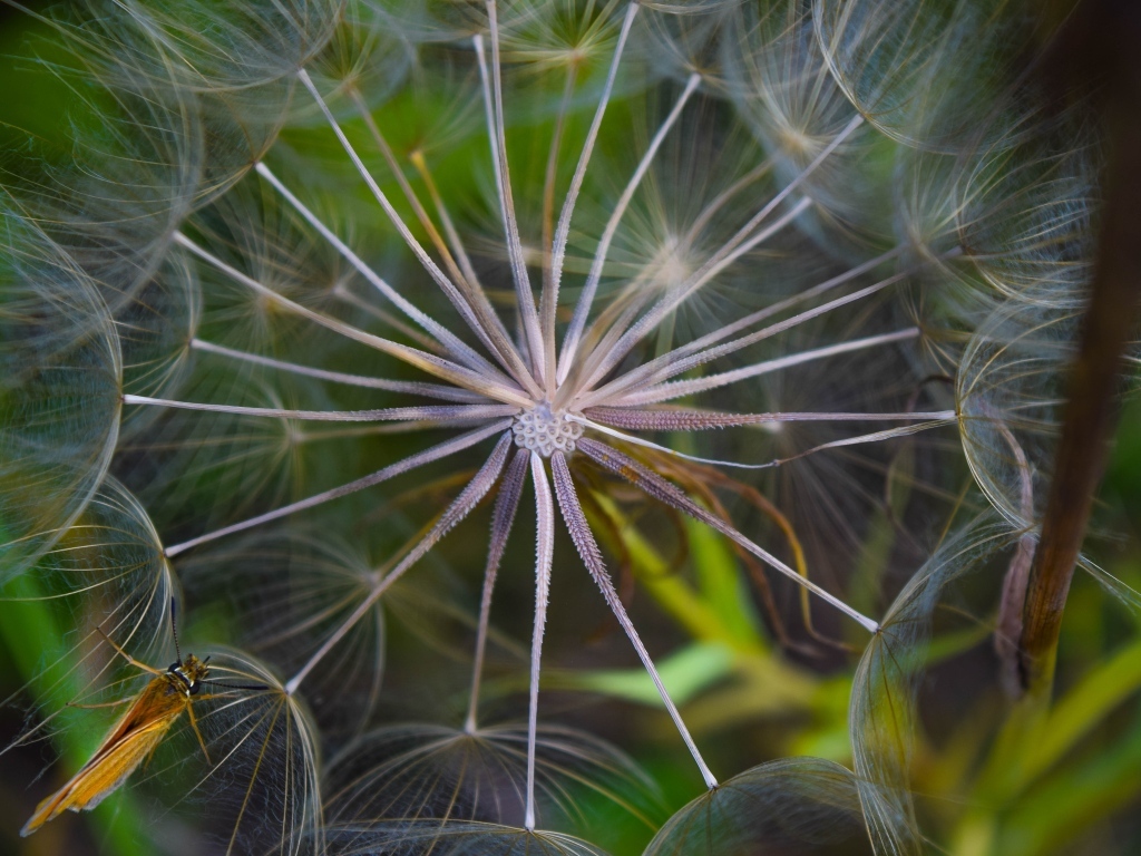 Белый одуванчик с насекомым