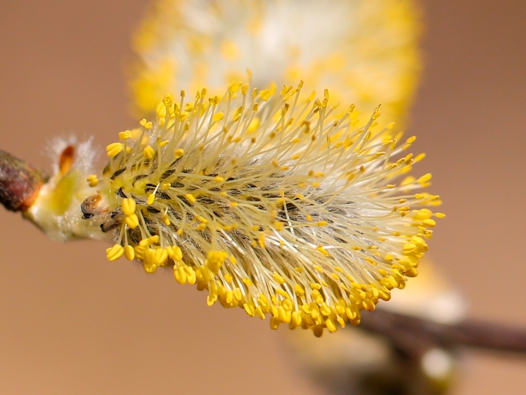 Распускается ива на дереве весной