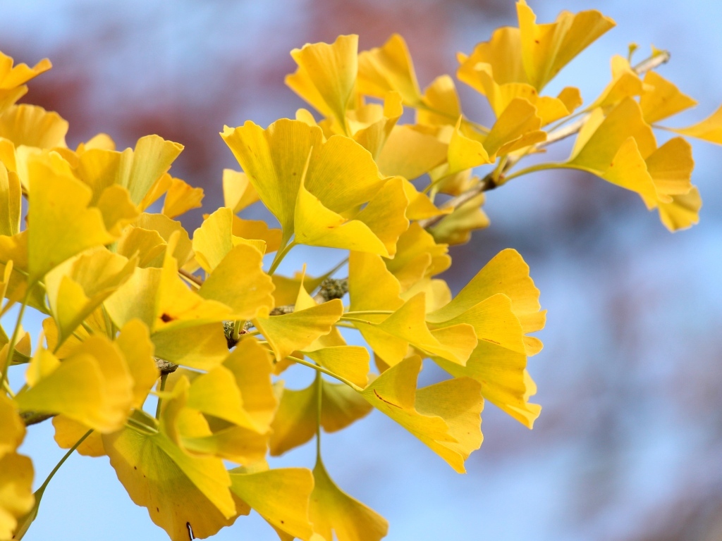 Желтые листья гинкго на ветке