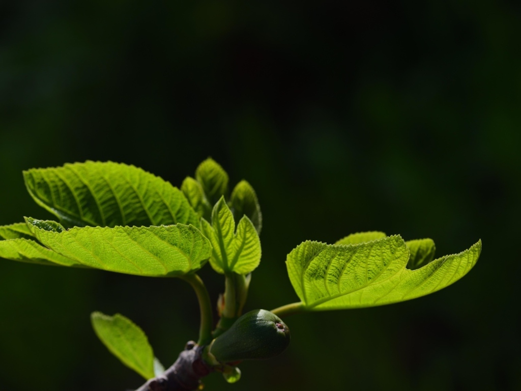 Молодые зеленые листья березы весной