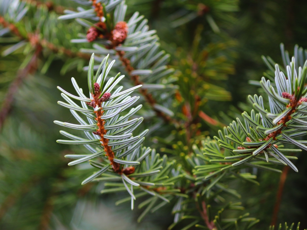 Колючая зеленая еловая ветка