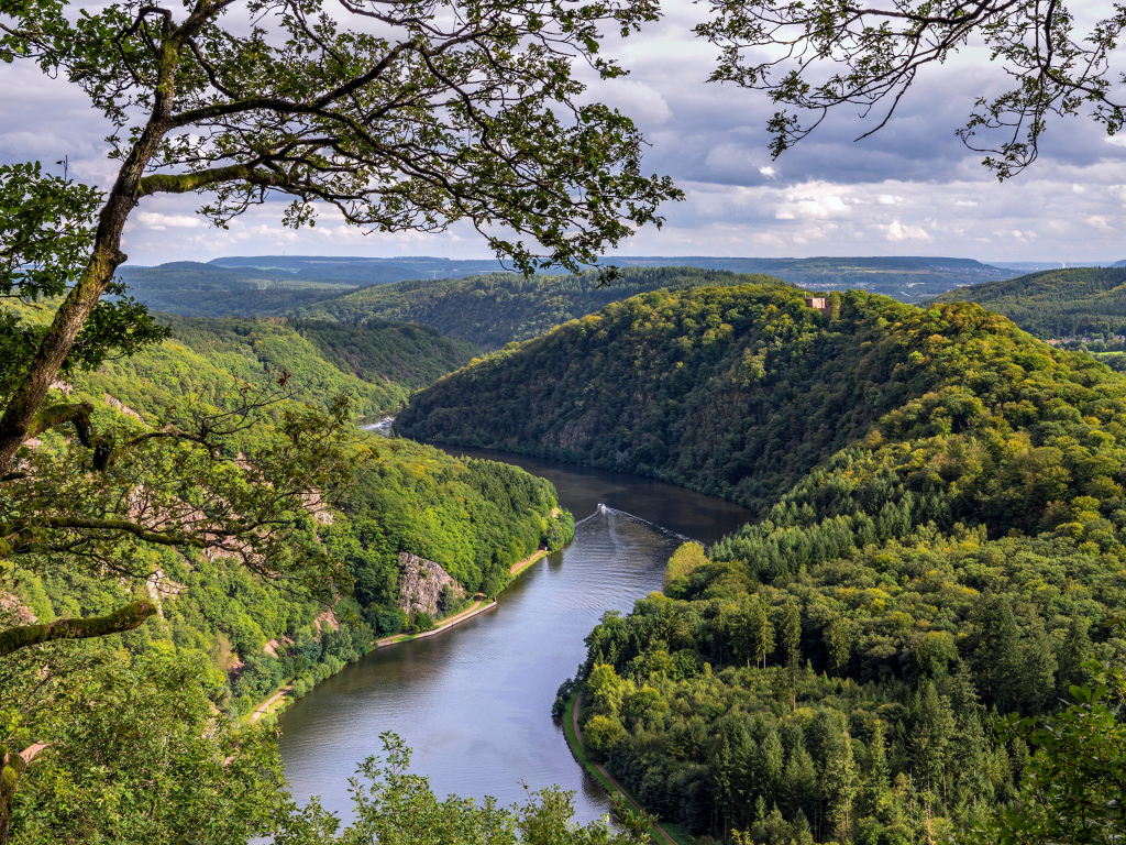 Река в густых зеленых зарослях деревьев