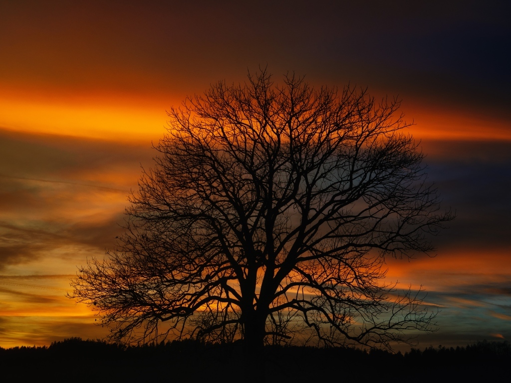 Опавшее дерево стоит на фоне неба на закате