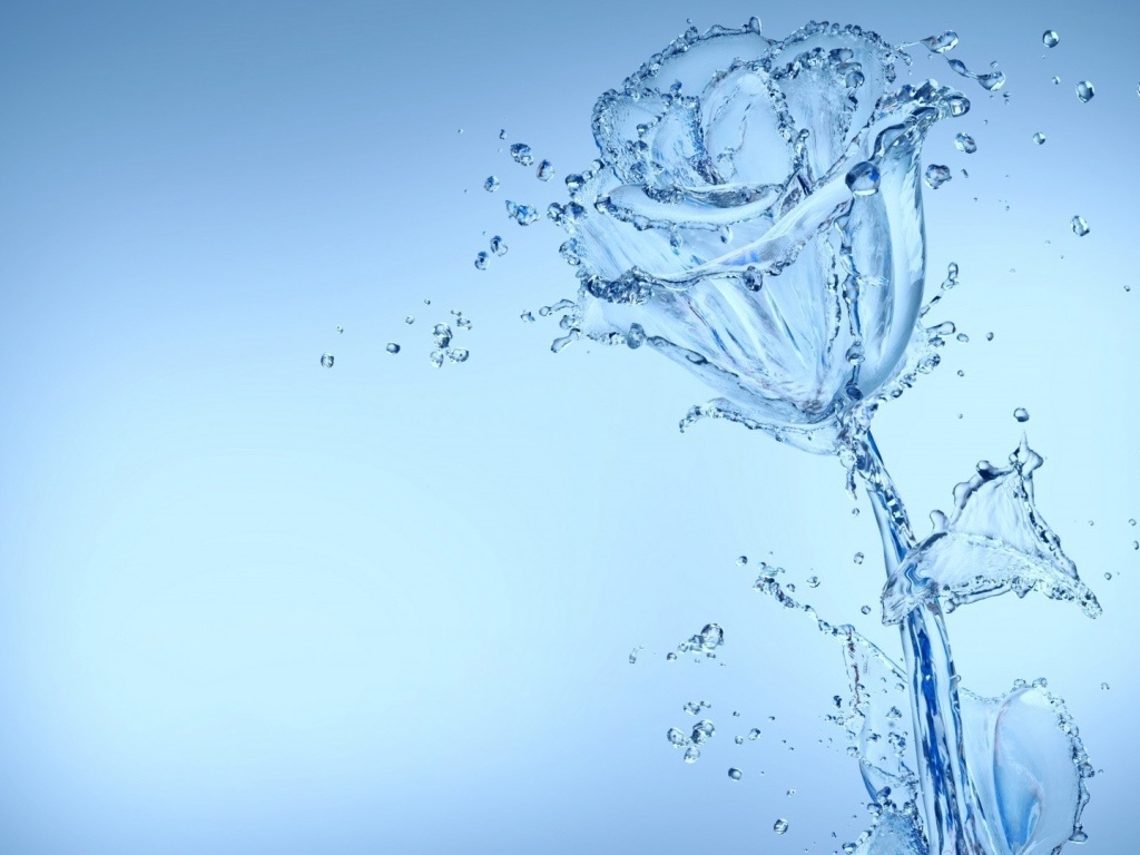 Красивая роза из воду на голубом фоне